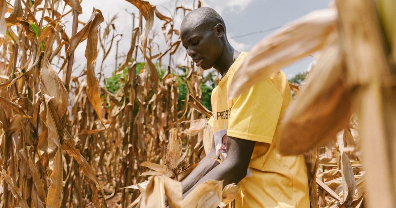 A farmer in a yellow shirt harvesting dry maize cobs among tall, sunlit maize stalks