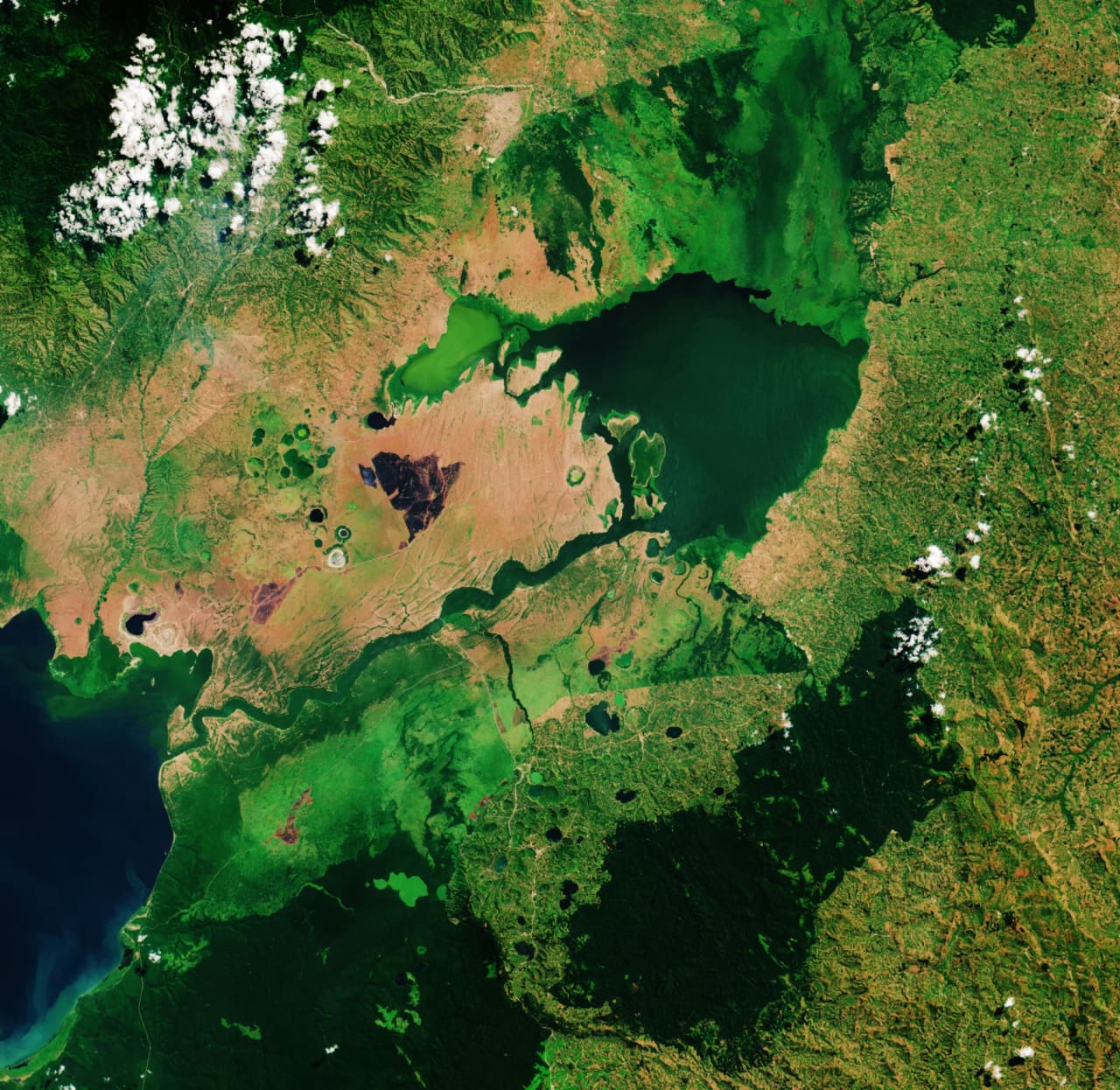 Satellite view of Lake George in western Uganda, a dark lake with green swirls, surrounded by wetland, farmland and scattered cloud