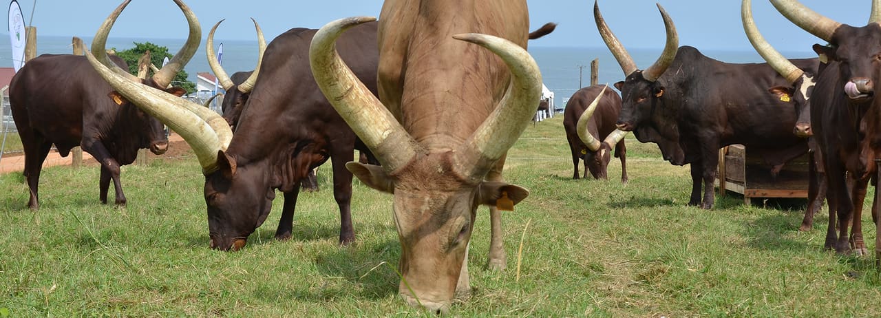 Long-horned cattle grazing in a field