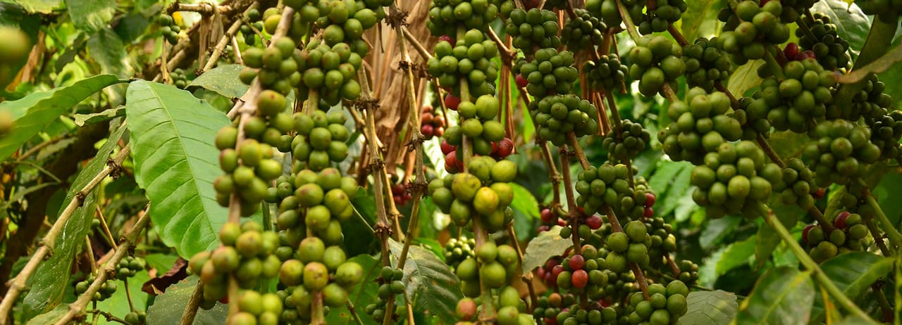 Coffee branches covered with green berries