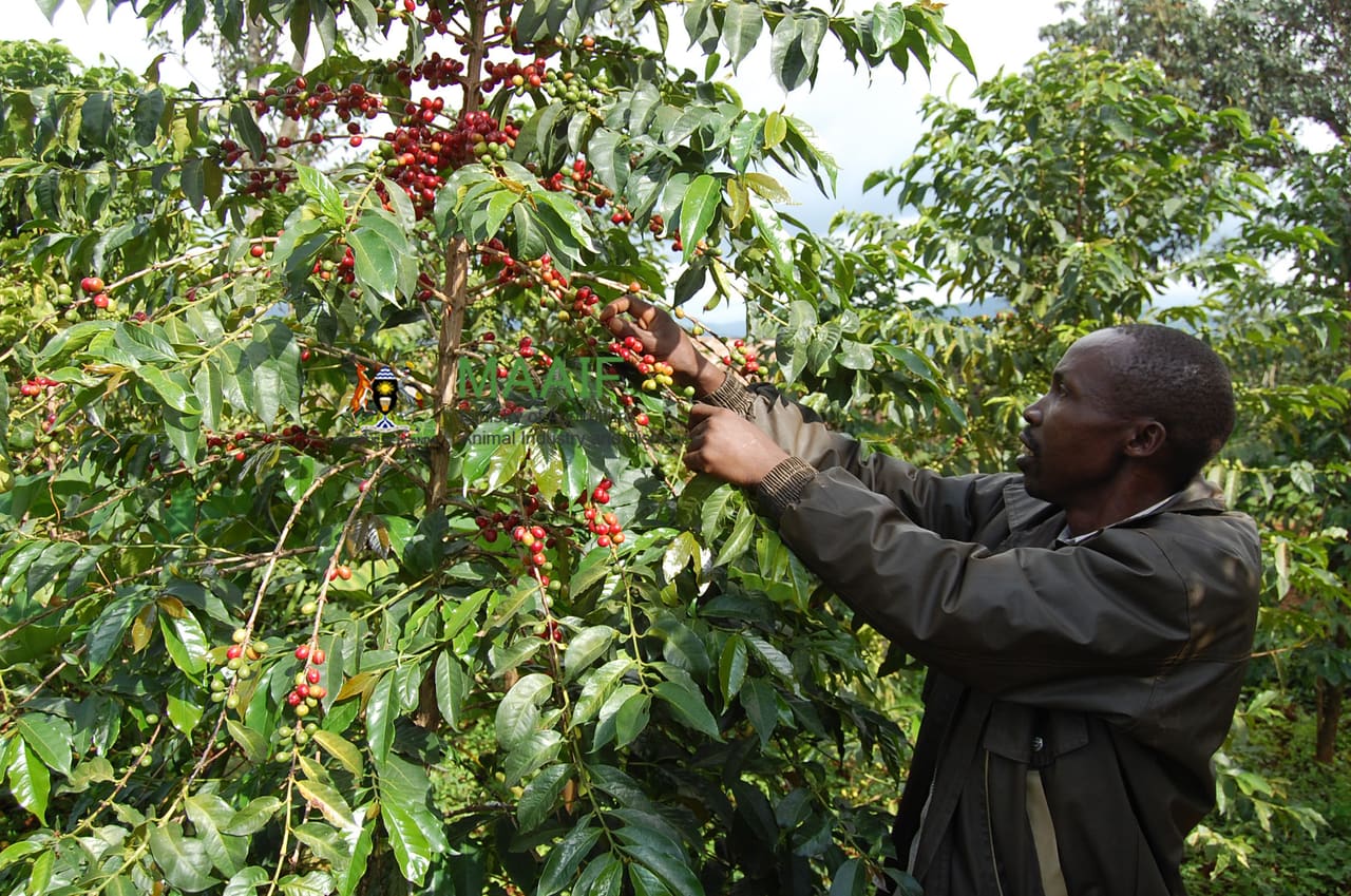A farmer examining red coffee berries on a branch