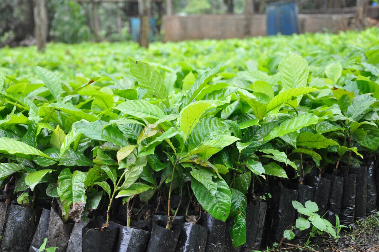 Rows of young coffee plants in black nursery bags