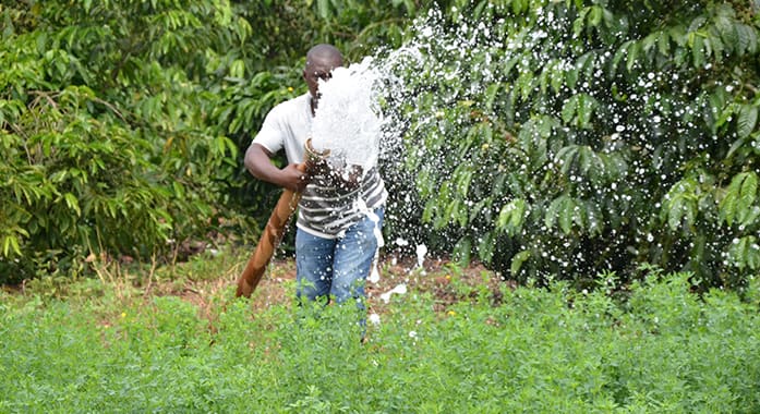 A farmer using a hose to water crops in a green plot