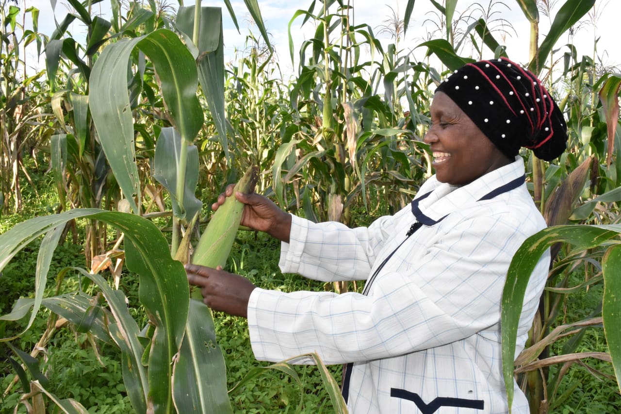 A farmer in a white shirt harvesting a maize cob in a field
