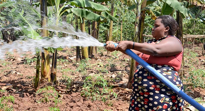 A farmer directing water from a hose over a small crop plot