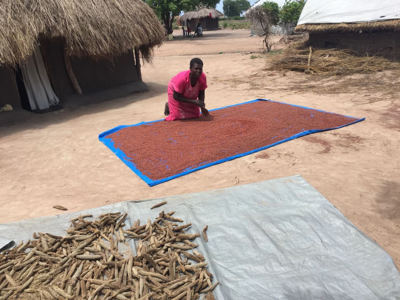 Grain spread on tarpaulins to dry in the sun in a compound with thatched houses